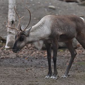 Finland forest reindeer (Rangifer tarandus fennicus)