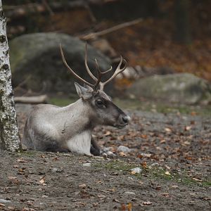Finnish forest reindeer (Rangifer tarandus fennicus)