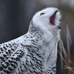 Snowy owl (Bubo scandiacus)