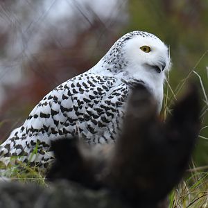 Snowy owl (Bubo scandiacus)