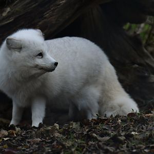 Polar fox (Alopex lagopus)