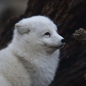 Polar fox (Alopex lagopus)