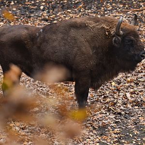 Wisent (Bison bonasus)