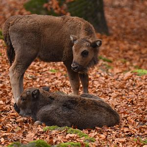 Wisent (Bison bonasus)