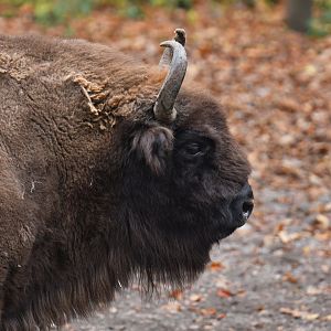 Wisent (Bison bonasus)