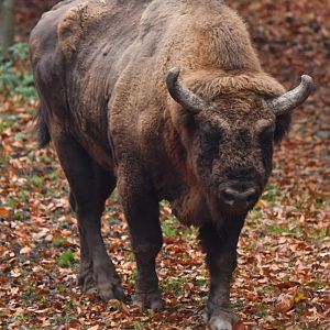 Wisent (Bison bonasus)