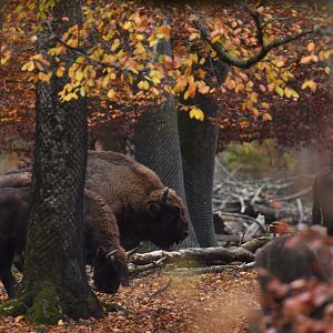 Wisent (Bison bonasus)
