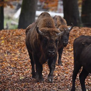 Wisent (Bison bonasus)