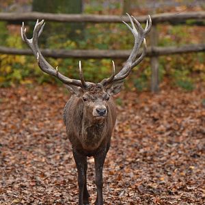 Red deer (Cervus elaphus)