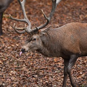 Red deer (Cervus elaphus)