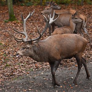 Red deer (Cervus elaphus)