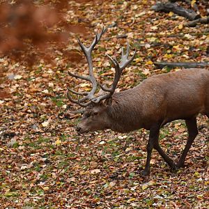 Red deer (Cervus elaphus)