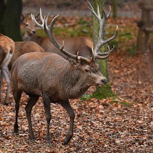 Red deer (Cervus elaphus)