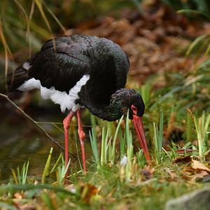 Black stork (Ciconia nigra)