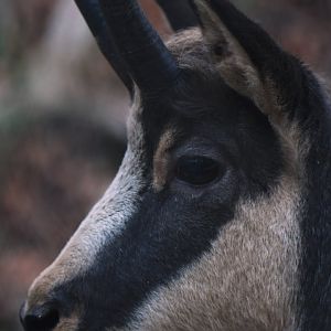 Chamois (Rupicapra rupicapra)