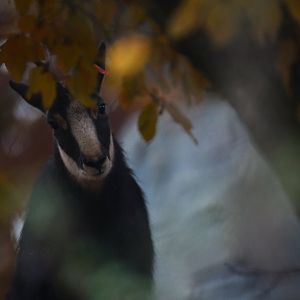 Chamois (Rupicapra rupicapra)