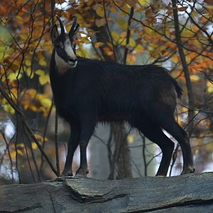 Chamois (Rupicapra rupicapra)