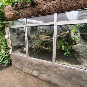 Reptile Tropics - Solomon Islands skink exhibit 201121