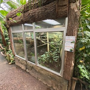 Reptile Tropics - Mixed frog exhibit 201121