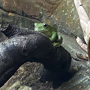 Reptile Tropics - Fea's treefrog 201121