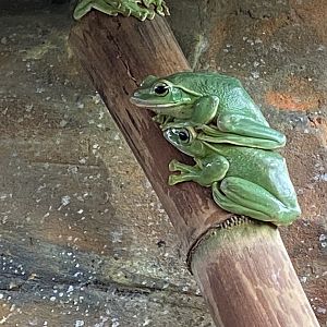 Reptile Tropics - Fea's treefrog 201121