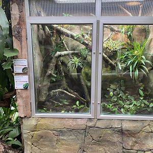 Reptile Tropics - Mixed poison dart frog and tree boa exhibit 201121