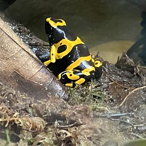 Reptile Tropics - Yellow-banded poison dart frog 201121