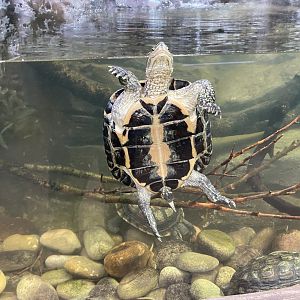 Reptile Tropics - Annam leaf turtle 201121