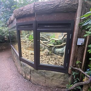 Reptile Tropics - Lesser Antillean iguana exhibit 201121