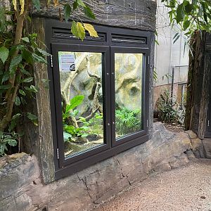 Reptile Tropics - Boyd's forest dragon exhibit 201121