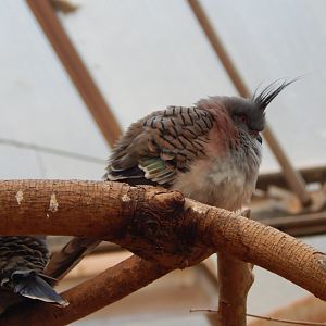 Desert House - Crested pigeon 201121
