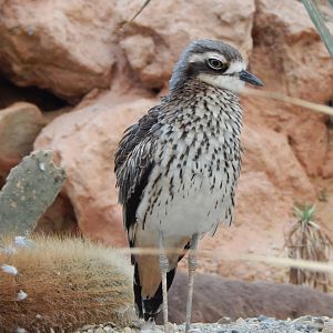 Desert House - Bush Thick-knee 201121