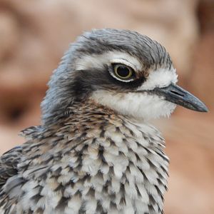 Desert House - Bush thick-knee 201121