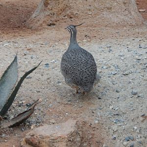 Desert House - Elegant crested tinamou 201121