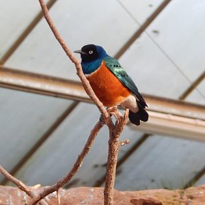 Desert House - Superb starling 201121