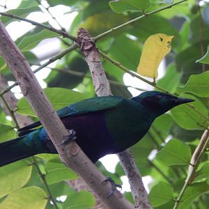 Reptile Tropics - Emerald starling 201121