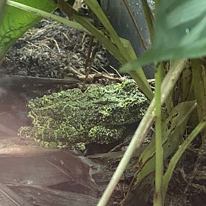 Reptile Tropics - Vietnamese mossy frog 201121