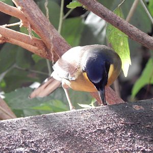 Reptile Tropics - Blue-crowned laughingthrush 201121