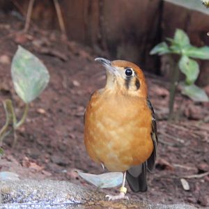 Reptile Tropics -Orange-headed ground thrush 201121