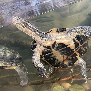 Reptile Tropics - Annam leaf turtle 201121