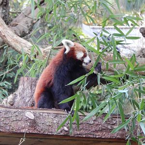 Nepalese red panda 201121