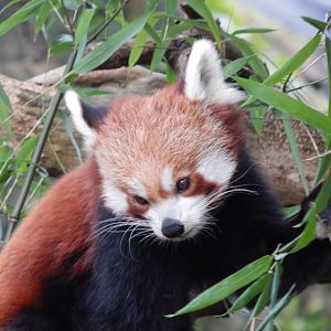 Nepalese red panda 201121