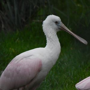 Roseate spoonbill 201121