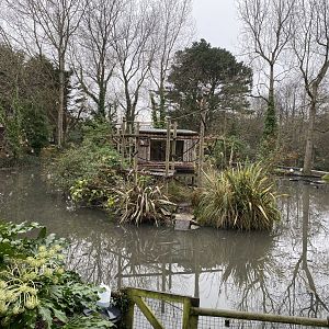 White-belted black and white ruffed lemur island 111221