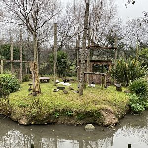 Ring-tailed lemur island 111221