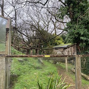 Nepalese red panda enclosure 111221