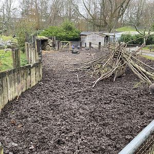 Visayan warty pig enclosure 111221