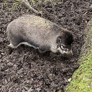 Visayan warty pig 111221