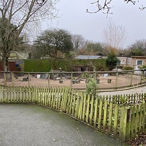 Dusky pademelon and Parma wallaby enclosure 111221
