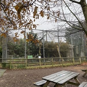 Carpathian lynx enclosure 111221